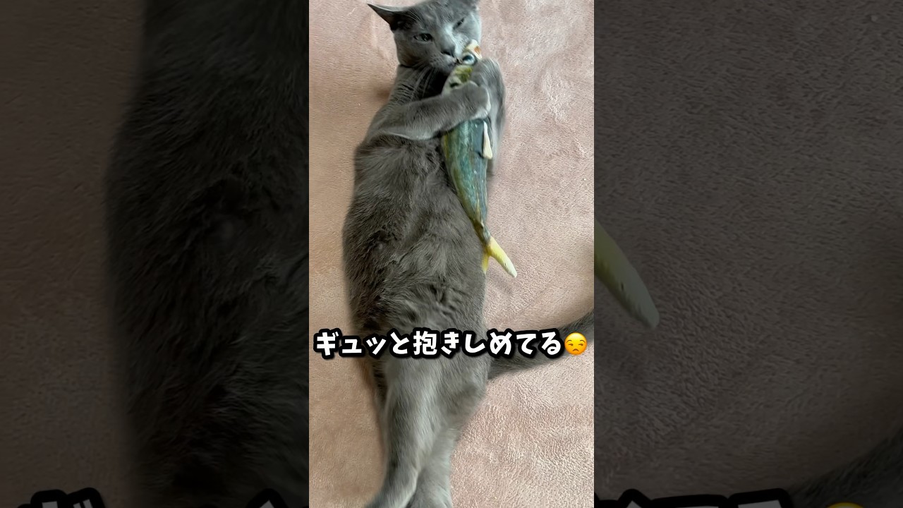 【ロシアンブルー】めろんアジさんと💗🫢【猫】#shorts