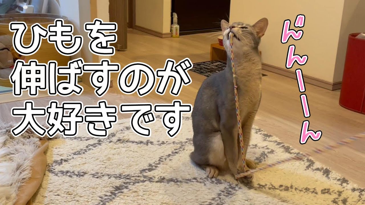 ひもを伸ばすのが大好きなうちの猫さん♡