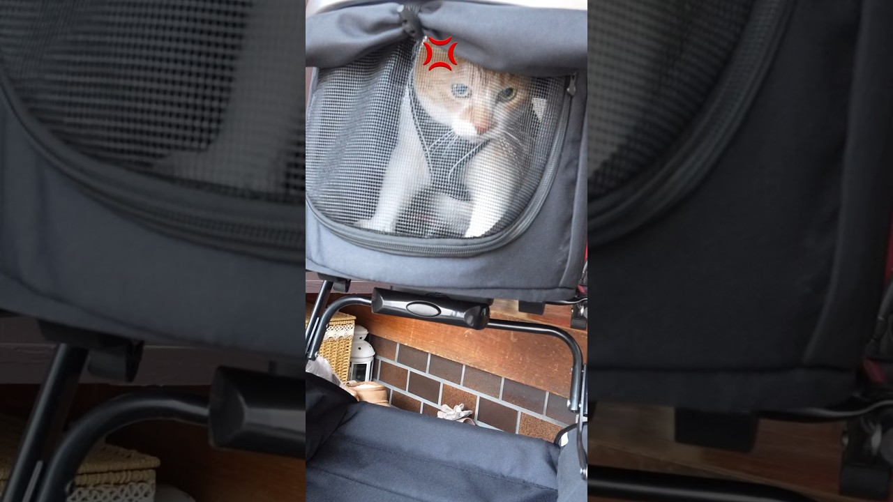 いったい何処へ連れて行く気だよ #元野良猫チャチャ #猫武将 #猫侍 #ねこ #ネコ #猫 #cat #チャチャ #shorts