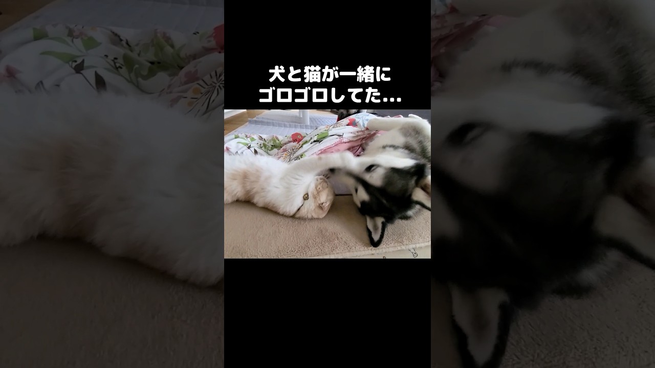 犬と猫がこっそり一緒にゴロゴロしてた...#shorts