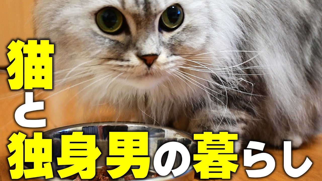 猫と独身男の朝の風景【マンチカン】