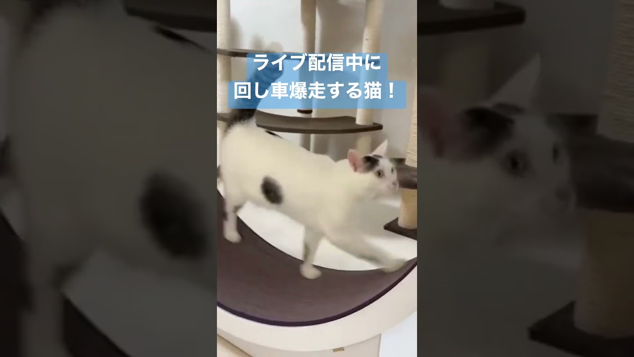 生配信のラストで回し車爆走するニャンチューバーな猫 #shorts
