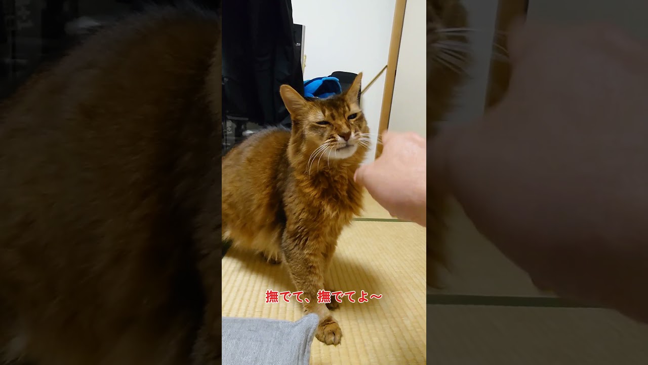 愛猫が朝の挨拶 #cat #猫のいる暮らし #ソマリ