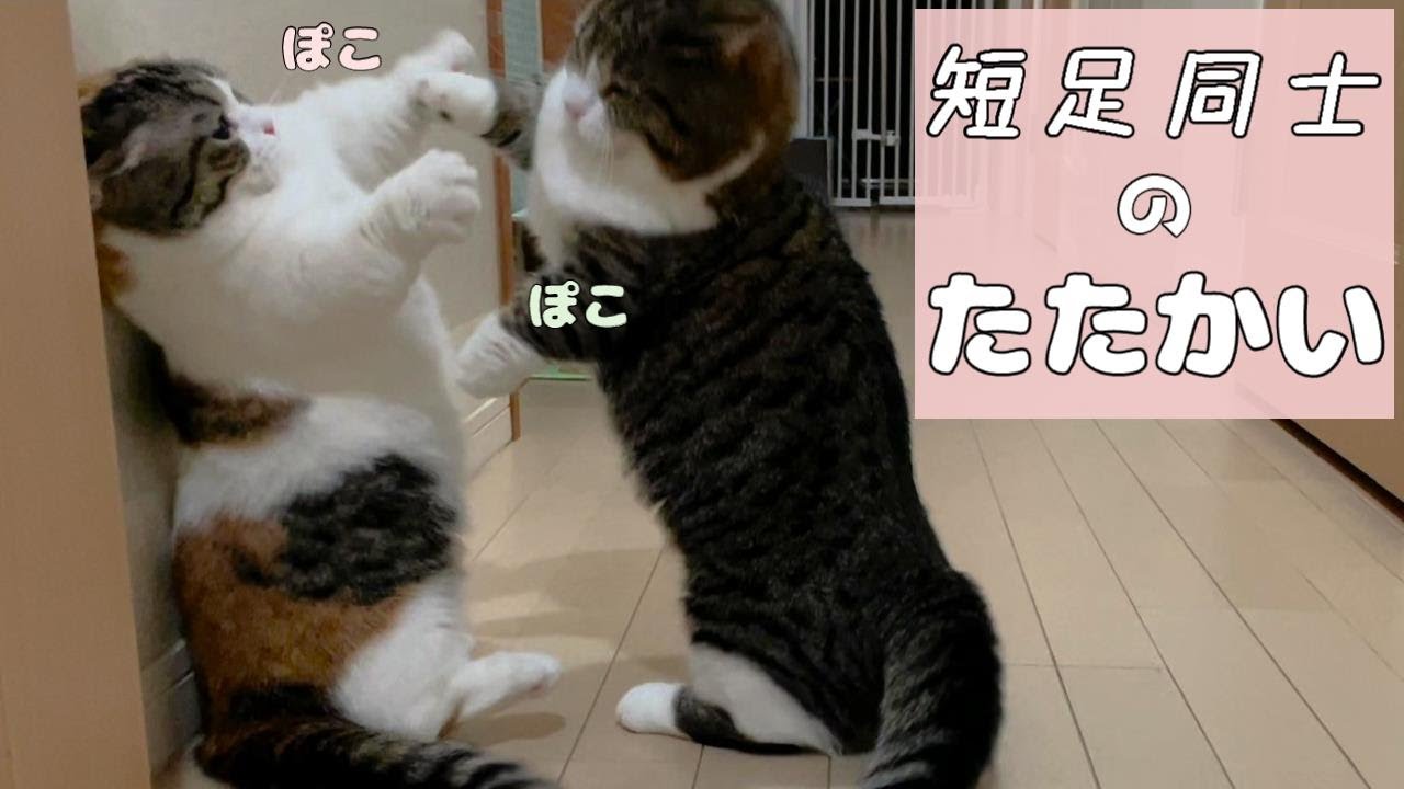 マンチカン同士のケンカ