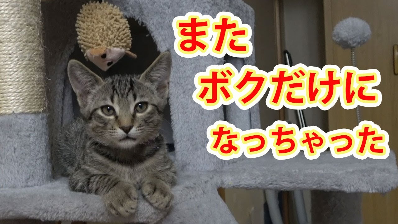 【保護猫】レスキューした子猫66 またまた独りぼっちになった子猫。こんなに変わってしまいました…