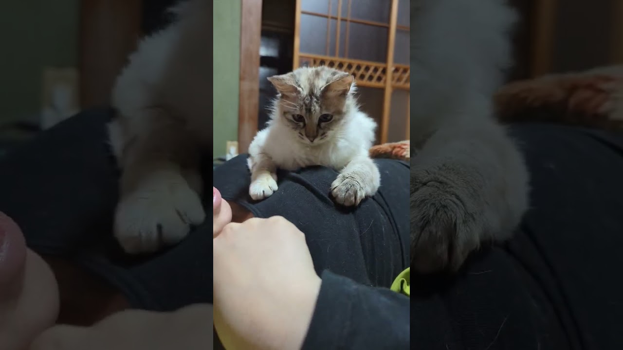 怪獣ぽん#猫 #子猫 #白猫 #黒猫 #シャムミックス #cat #shorts