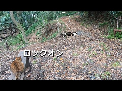 野ウサギを狩りたいトラと薬を飲んでいないキロ