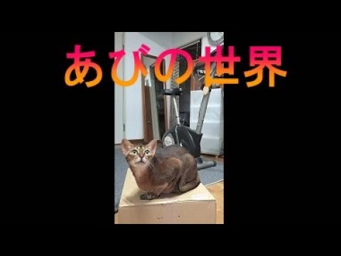 ネコ動画あび＃3503　あびの毎日　アビシニアン　あび