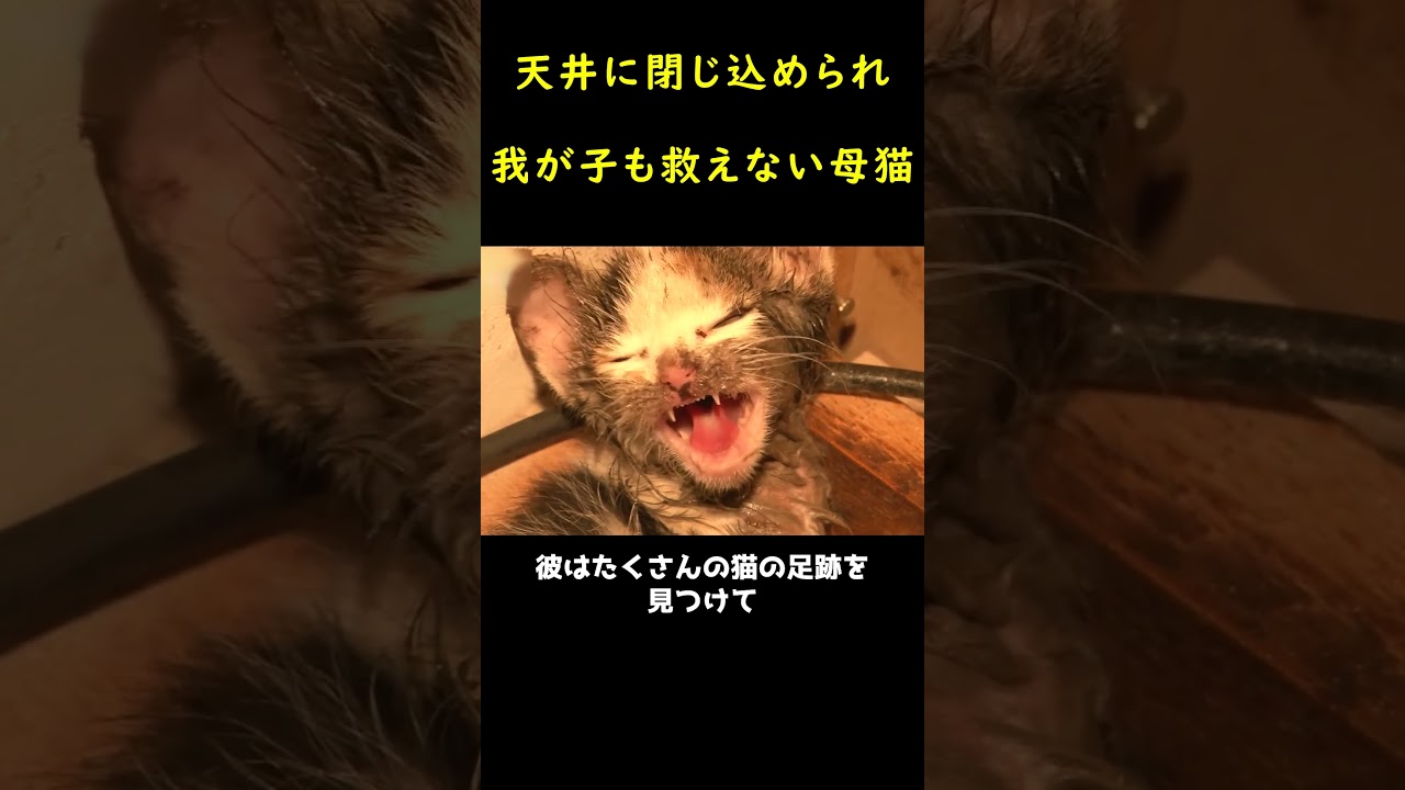 成品天井に閉じ込められた子猫！🐈