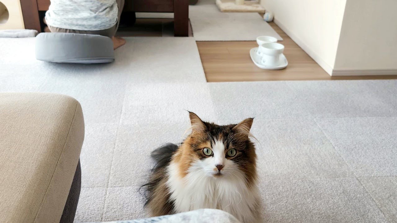平等に構ってくれる優しい長毛猫【サイベリアン】A gentle long-haired cat that treats both owners equally.