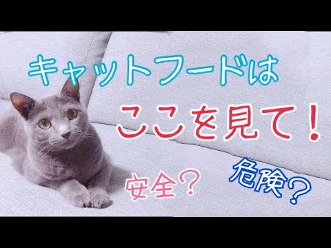 猫ちゃんのフードの選び方【ロシアンブルー】