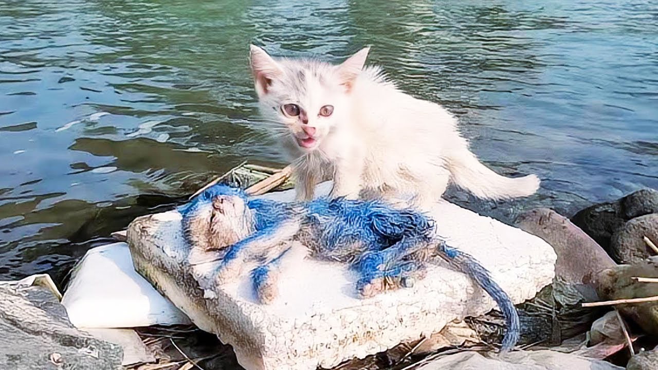 川辺に容赦なく捨てられた２匹の子猫。全身がペンキに染まり、痛みに苦しみながら助けを求めた【感動】