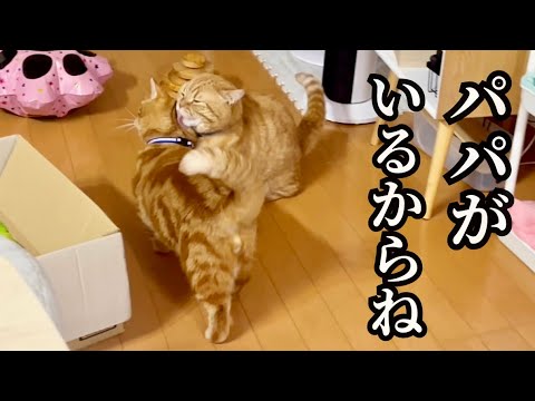 2年ぶりに幻のあれが発見される！？そして夜中に感動の瞬間が... #猫 #マンチカン