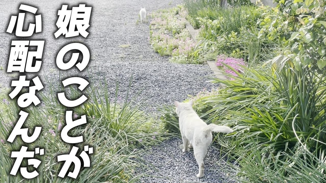 娘猫の事が大好きすぎてストーカーしちゃう父親猫…笑[三毛母猫の旦那]