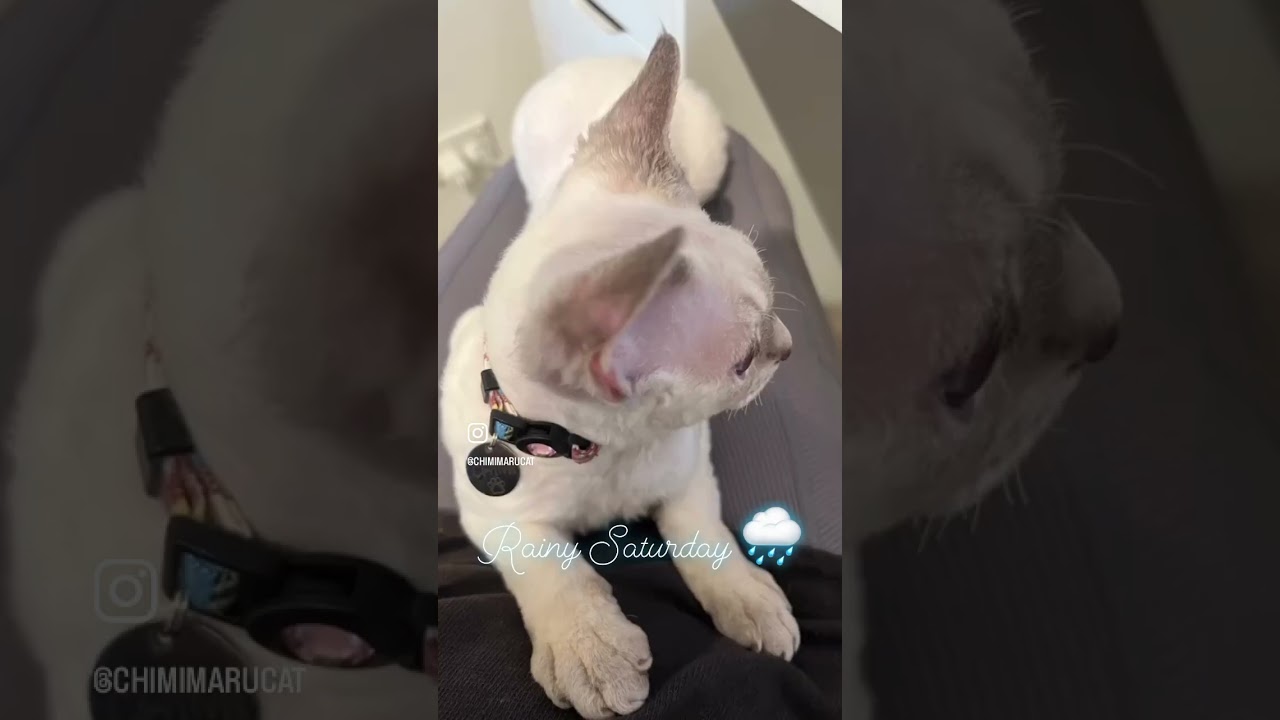 Devon Rex Cat - Cold Rainy Day Fun: Playing with My Cat🌧️今日は寒いし雨模様。こんな日は、猫と遊ぼう😺😊