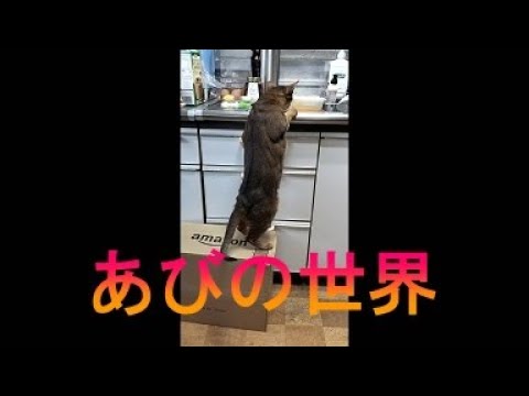 ネコ動画あび＃3505　あびの毎日　アビシニアン　あび