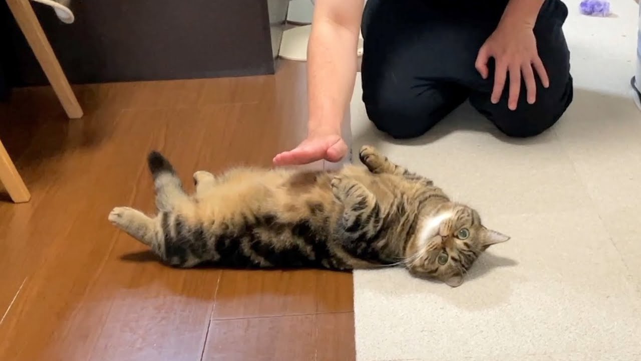 メル春のポン祭り