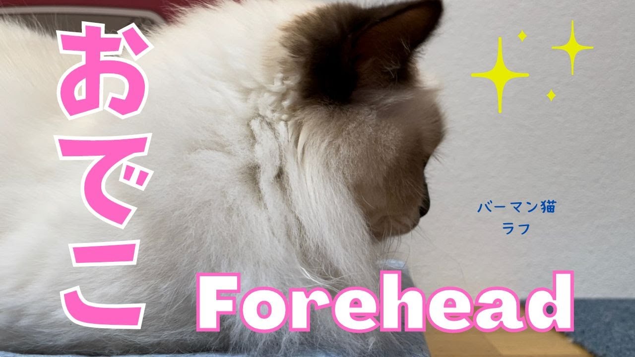 横顔がかわいいバーマン猫【おでこ】Forehead（バーマン猫）Birman/Cat