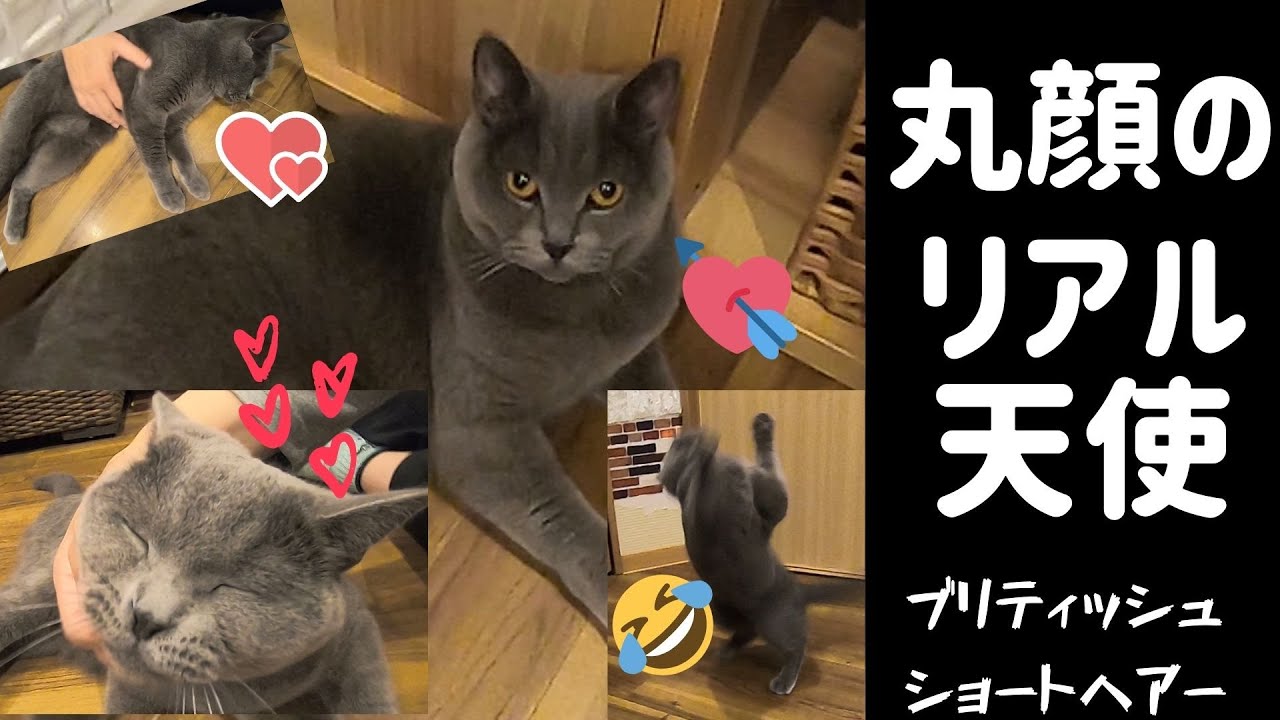 ブリティッシュショートヘアーはまる顔のリアル天使British Shorthair is a real angel