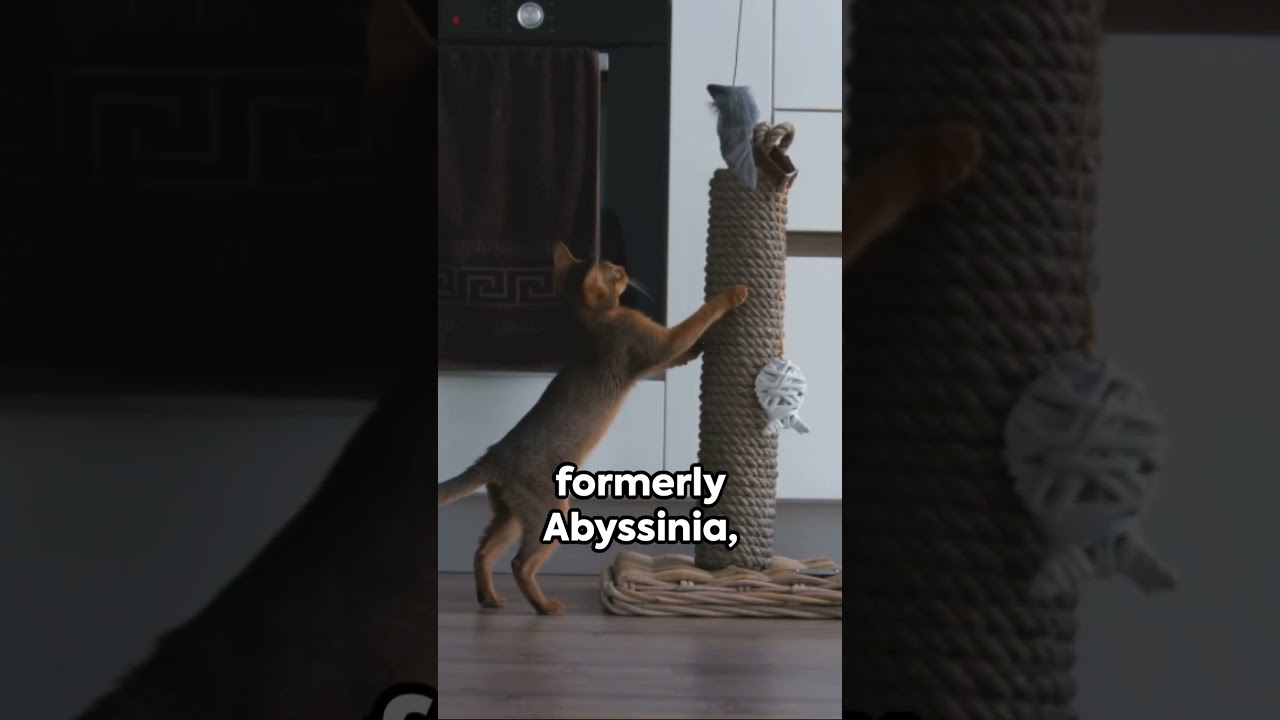 Abyssinian the social master! #shorts #abyssinian