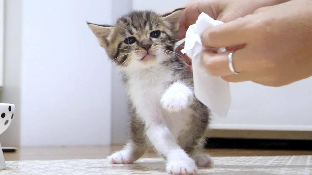 子猫が「お口拭くのやだー」と泣いてしまいました【赤ちゃん猫　保護猫】