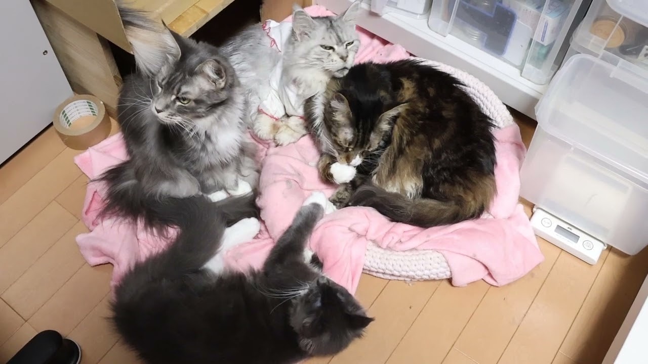 パソコン部屋にメインクーン達が集合