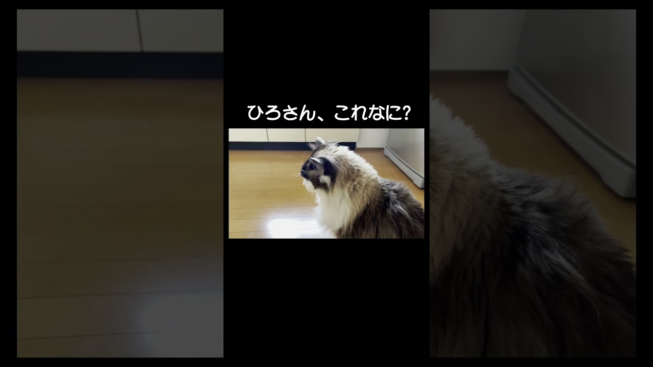 ひろしの落とし物　#shorts  #cat #猫ひろし #猫のいる暮らし #ラグドール #ひろしの日常 #猫好きさんと繋がりたい #かわいい