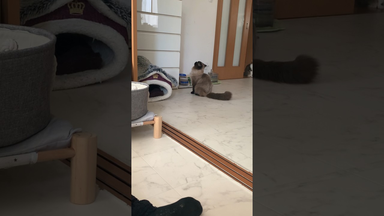 乗ってみたいけどすぐ諦めたげんたくんと見守る猫たち #猫 #ヒマラヤン #保護猫 #猫のいる生活 #shorts