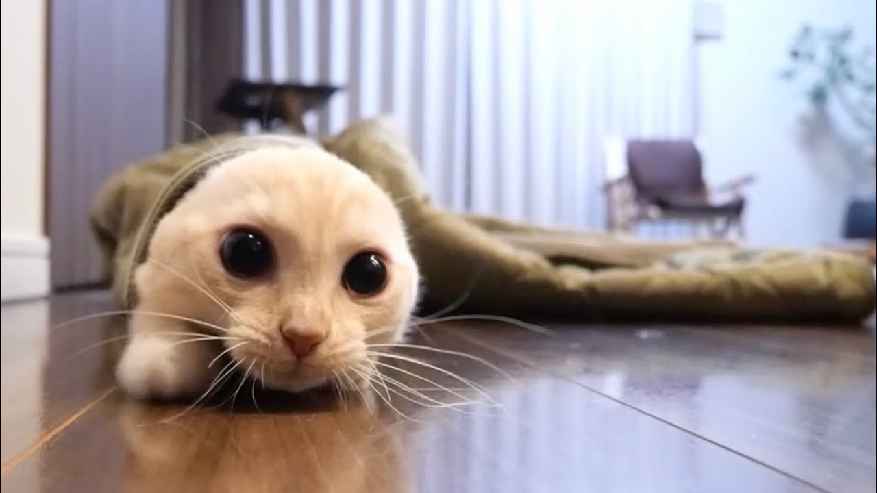 飼い主の上着でやりたい放題の子猫が可愛すぎた