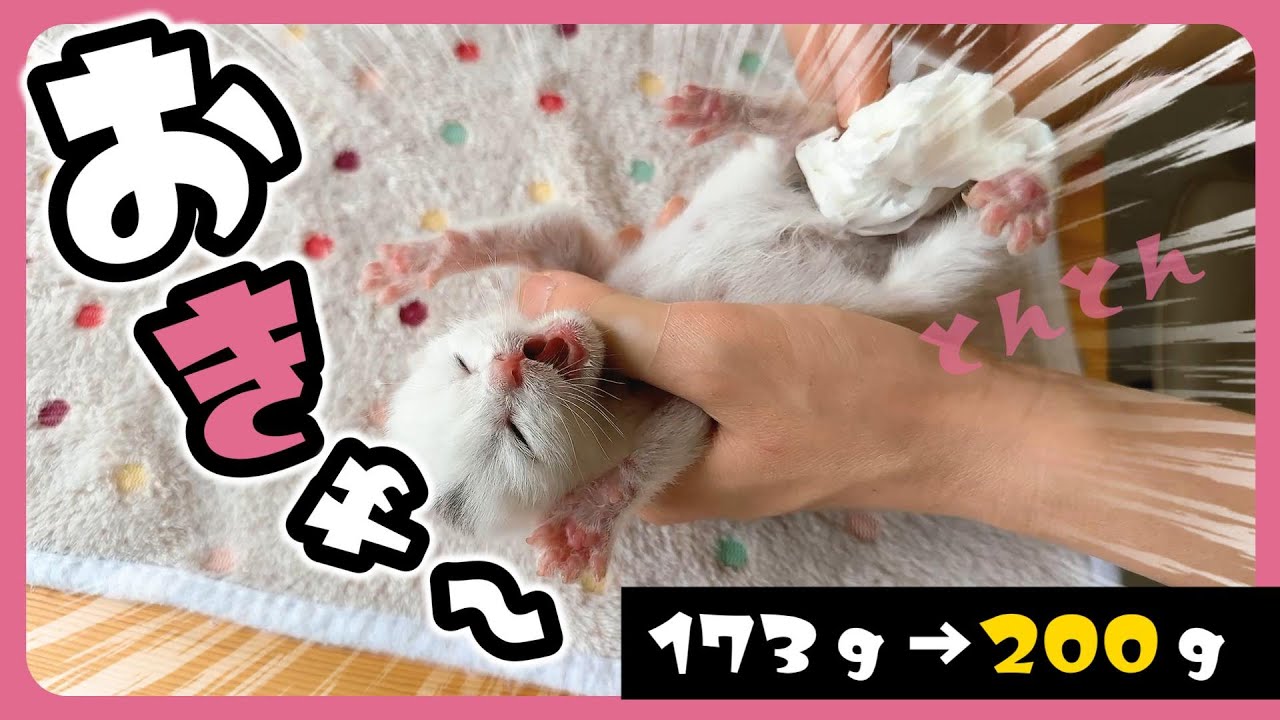 「ふぁ～ぃ」子猫ミルクをいっぱい飲む！ 1日で２７ｇ増えたよ【保護猫生活2日目】