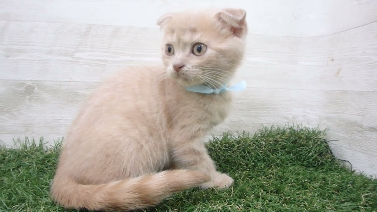 Coo&RIKU　No00674055 スコティッシュフォールド