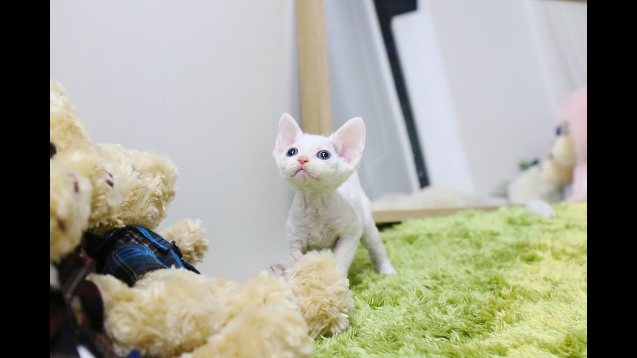 Do you know devon rex? cutest Devon Rex - Korea teacup puppies