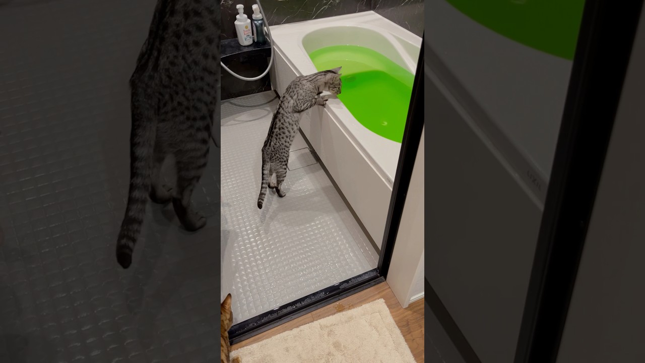 お風呂が🐸色🛀で興味津々ニャンズ#cat #ベンガル #オシキャット#癒し動画 #ニャン #おやすみ前に #kitten