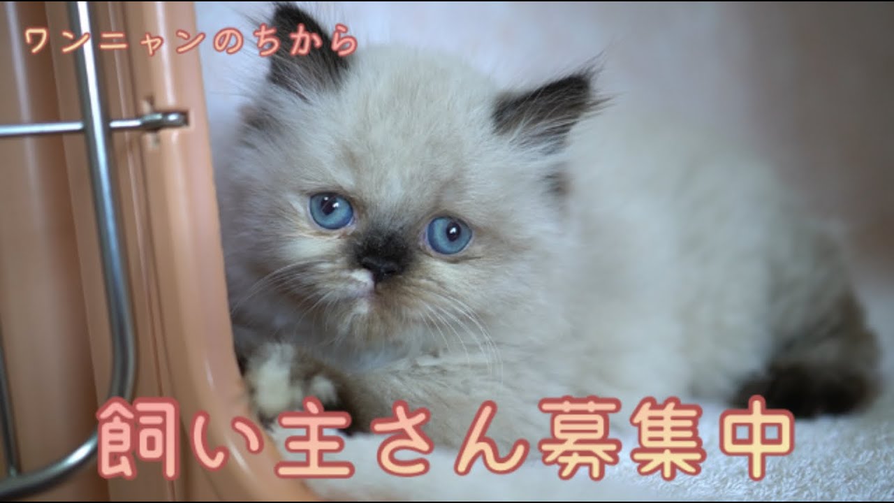 【子猫紹介】ヒマラヤン2021/06/03生まれ トーティポイント 女の子