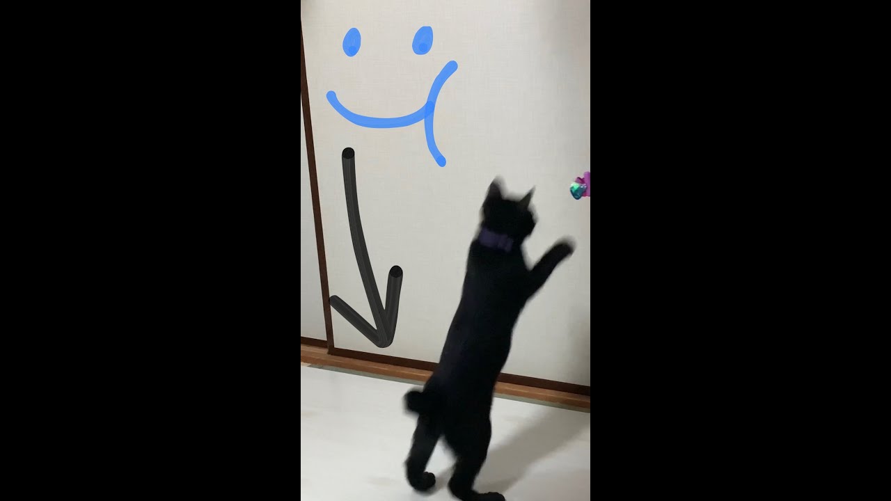 団子しっぽがかわいすぎる #shorts　#保護猫　#黒猫 #japanesebobtail