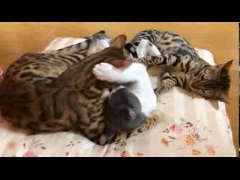 ベンガル ブリティッシュショートヘア