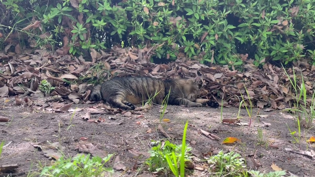 キジトラ猫のふくちゃん…。#地域猫