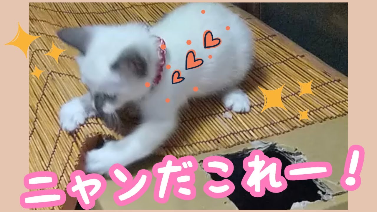 てづくりキャットタワーであそんでみたにゃ【シャム猫】