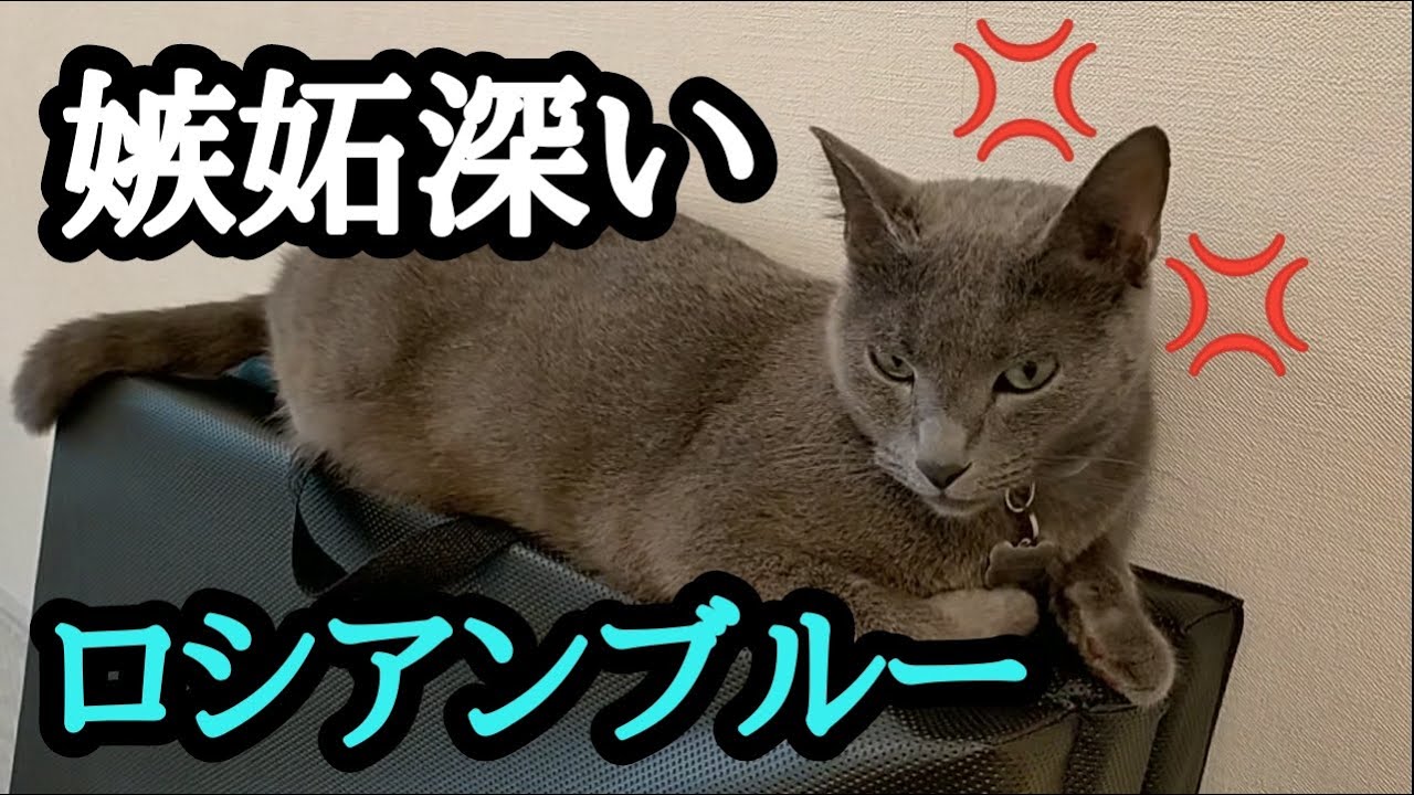 【嫉妬猫ロシアンブルー】トレーニングマットに嫉妬して激怒 Russian blue jealous of training mat