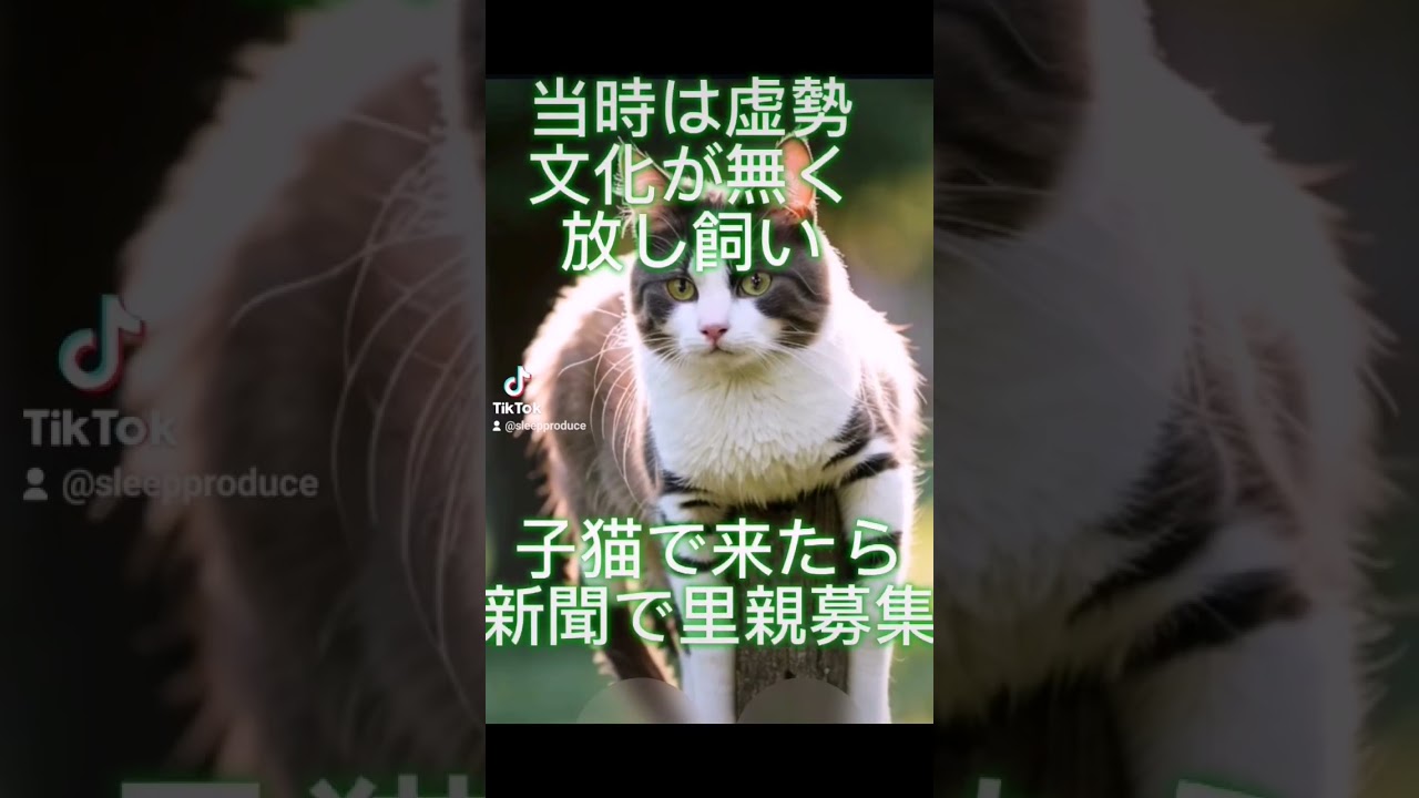 シャム猫#shorts #cat #猫 #シャム猫#シャムミックス
