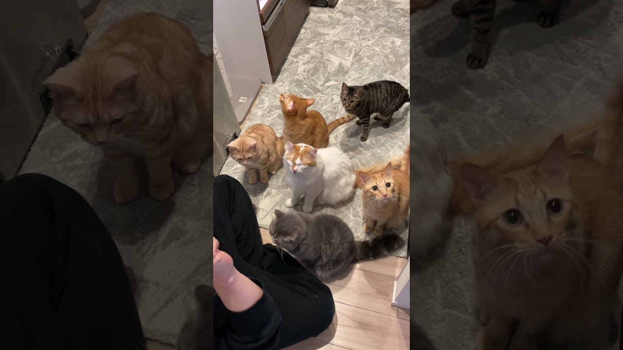 猫多頭飼いの愉快な日常まとめww #cat #ねこ#funny