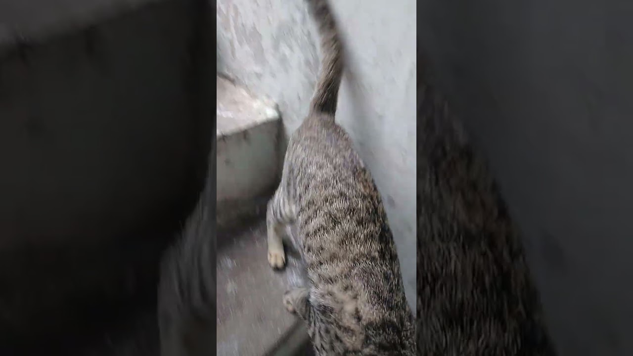 #I Have A Best Friend Named Cat 😎 Cat And Human Moments