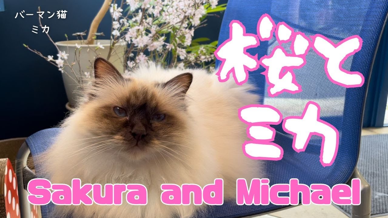 バーマン猫ミカ【桜とミカ】Sakura and Michael（バーマン猫）Birman/Cat