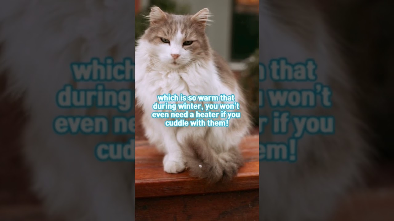 Ragamuffin cats #animal #cat #cute