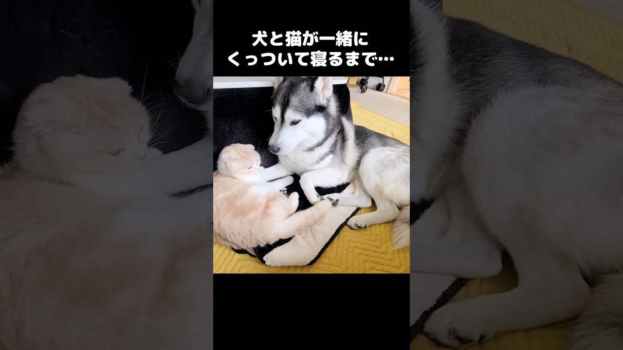 犬と猫が一緒にくっついて寝るまで...#shorts