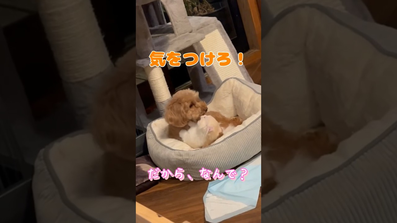 【キンカロー】大事な話がある。【マンチカール】