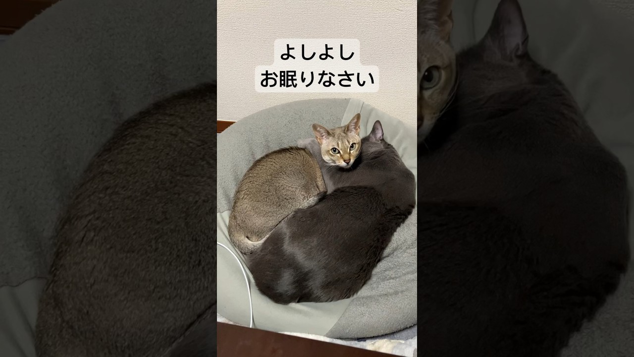 普段はボス面をしているが、眠る時はシンガプーラに甘えるロシアンブルー