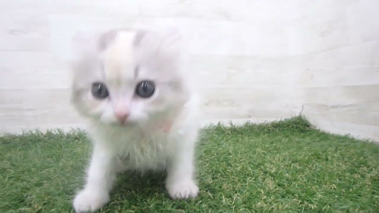 00673739 アメリカンカール