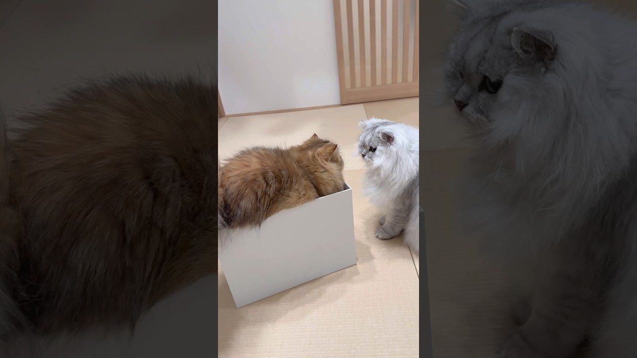 もふもふ猫兄妹のたたかいの行方は… 【サイベリアン】 #Shorts