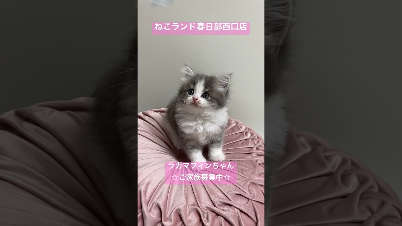 【子猫販売】#ラガマフィン #子猫 #猫のいる暮らし #かわいい子猫 #猫動画